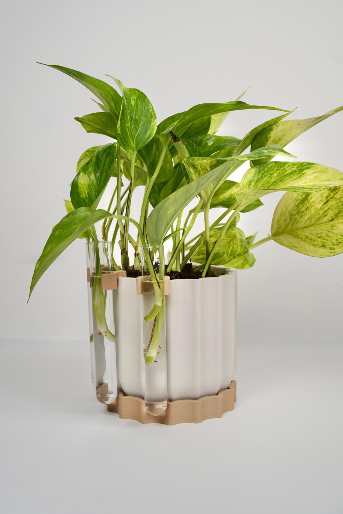 Modern Scalloped Planter with Dual Propagation Tubes , Optional Propagation Kit