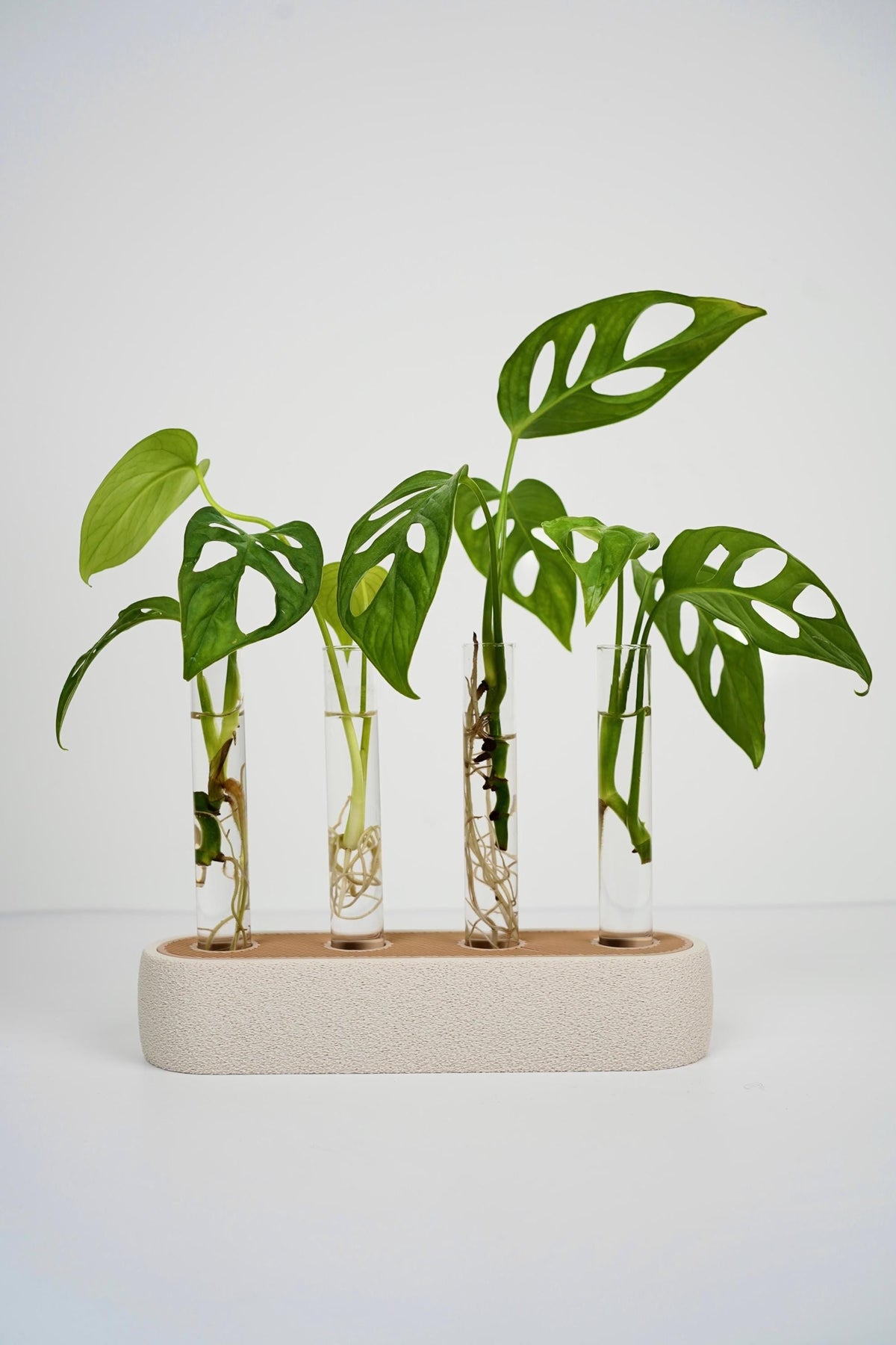 Modern plant propagation station , Test Tube Holder for Plant Cuttings and Minimalist Desk Decor