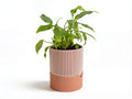 AQUIA Self-Watering Planter