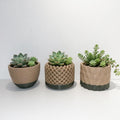 Modern Geometric Succulent Planter Set - Textured Duo-Tone Indoor Plant Pots