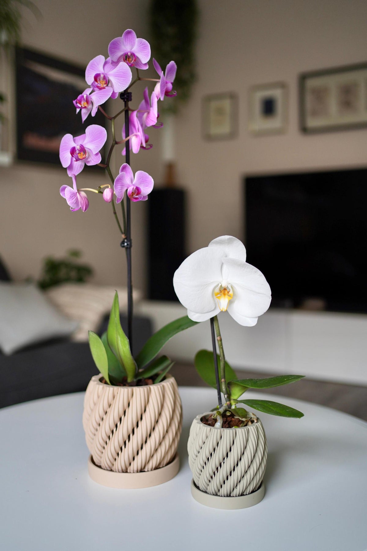 Orchid Planter with drip tray
