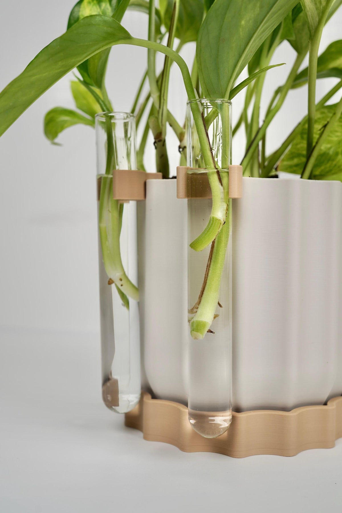 Modern Scalloped Planter with Dual Propagation Tubes , Optional Propagation Kit