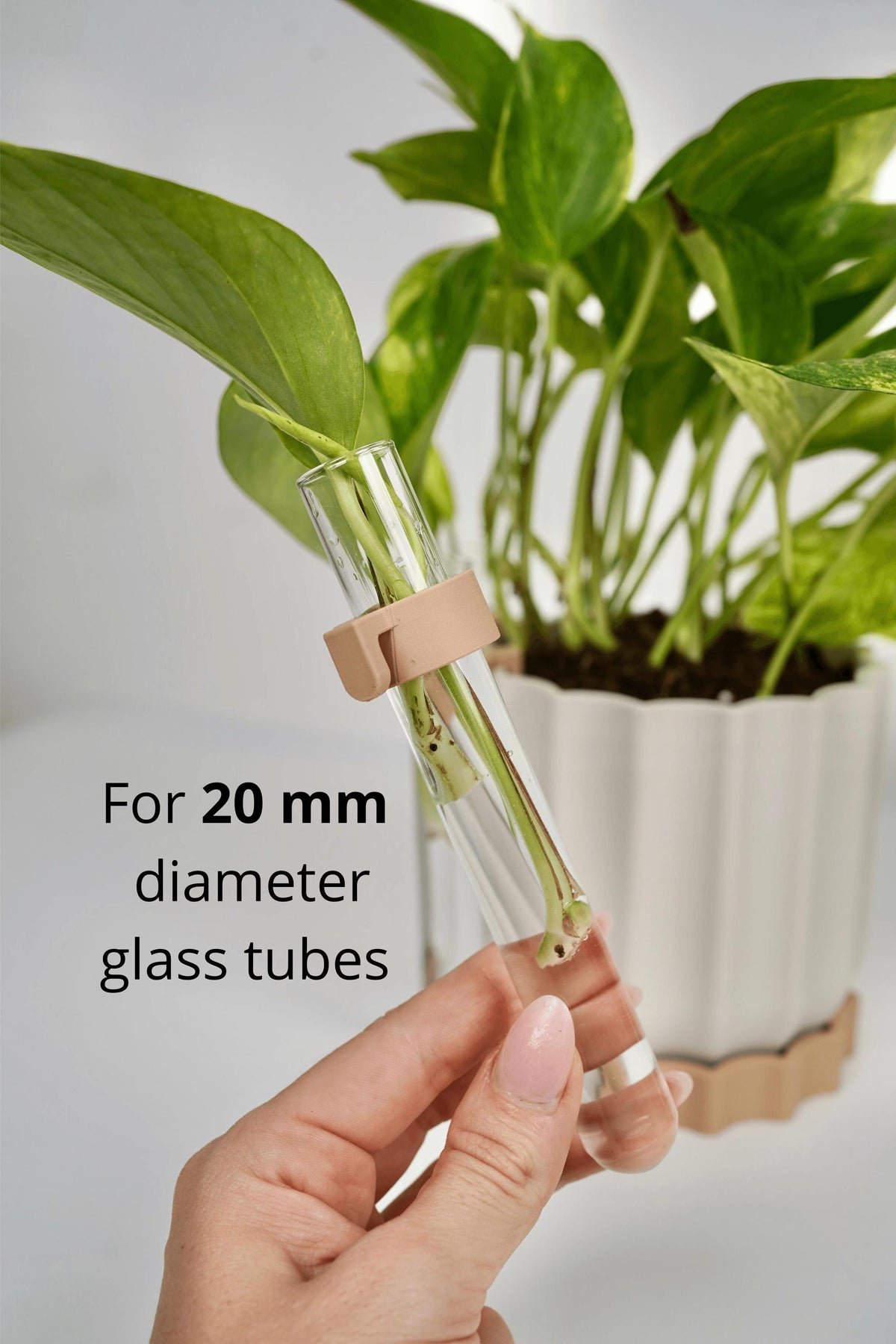 Modern Scalloped Planter with Dual Propagation Tubes , Optional Propagation Kit