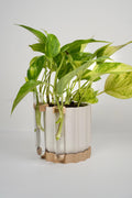 Modern Scalloped Planter with Dual Propagation Tubes , Optional Propagation Kit