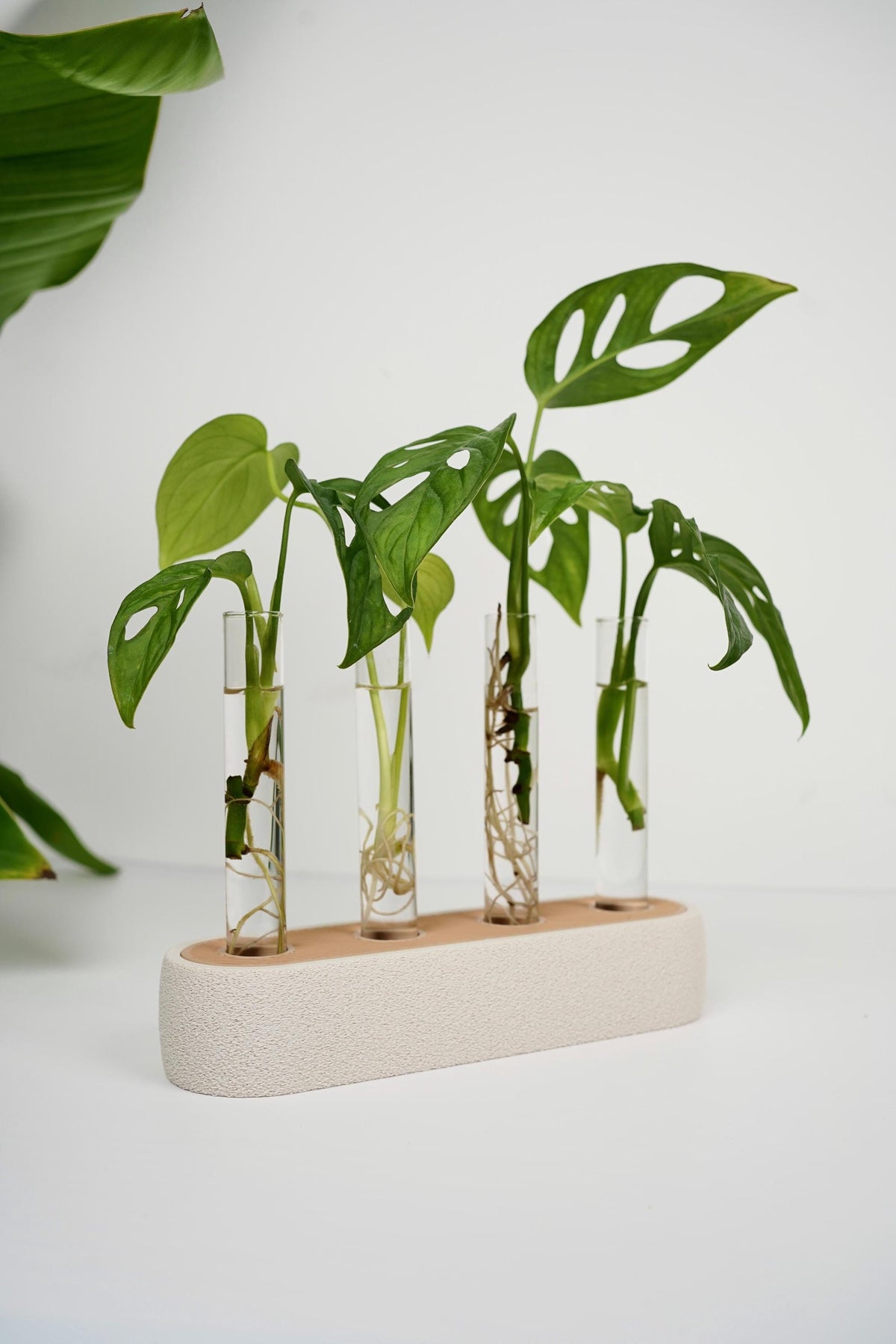 Modern plant propagation station , Test Tube Holder for Plant Cuttings and Minimalist Desk Decor