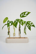 Modern plant propagation station , Test Tube Holder for Plant Cuttings and Minimalist Desk Decor