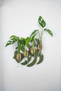 Modern Monstera Leaf Wall Propagation Holder - Minimalist Plant Display