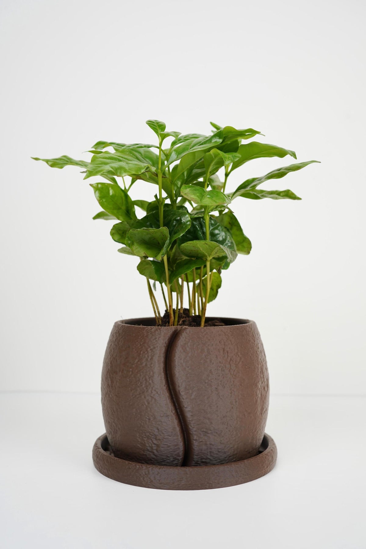 Coffee Bean Planter | Textured Indoor Pot with Saucer (13.5cm)