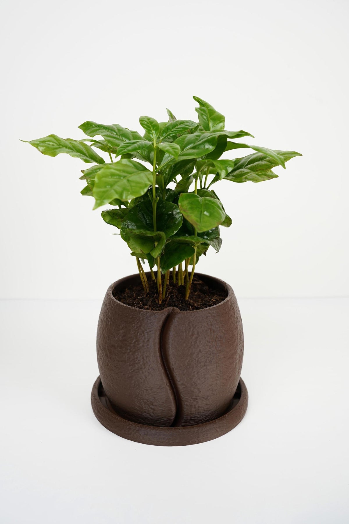Coffee Bean Planter | Textured Indoor Pot with Saucer (13.5cm)