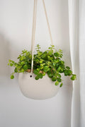 Modern Hanging Planter with Drip Tray | Scandinavian Minimalist Plant Pot