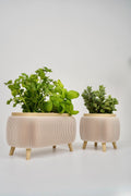 Modern duo ribbed herb planter , for basil , parsley - window sill planter