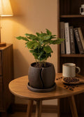 Coffee Bean Planter | Textured Indoor Pot with Saucer (13.5cm)