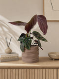Modern Minimalist Planter - Sculpted Matte Indoor Plant Holder, Desk Shelf Decor